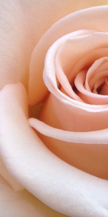 Обои 720x1440 розовая роза, лепестки роз, бежевый