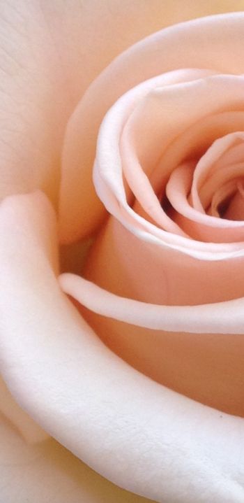 Обои 1080x2220 розовая роза, лепестки роз, бежевый
