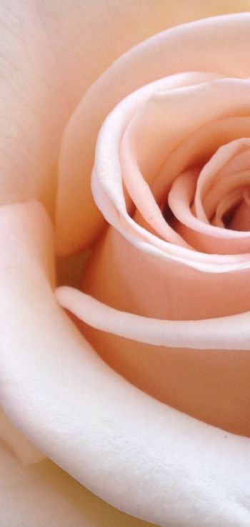 Обои 1080x2280 розовая роза, лепестки роз, бежевый