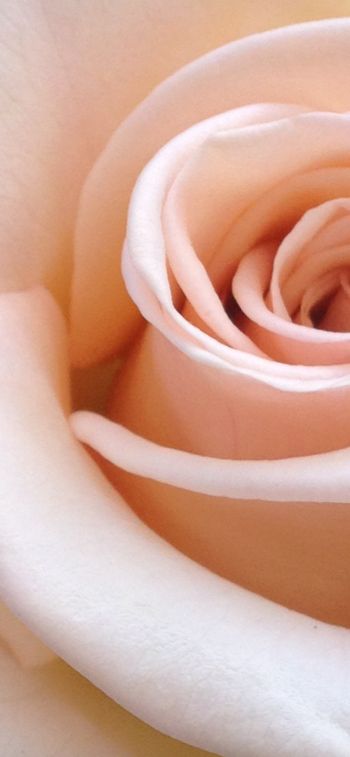 Обои 828x1792 розовая роза, лепестки роз, бежевый