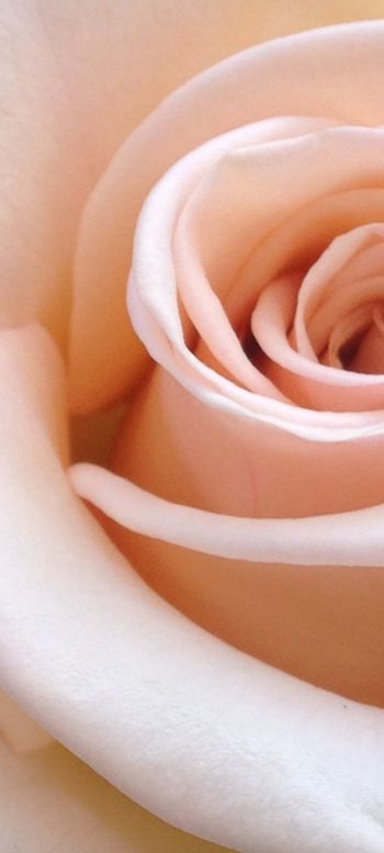 pink rose, rose petals, beige Wallpaper 1440x3200