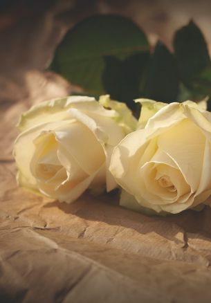 white roses, flower arrangement, beige Wallpaper 1640x2360