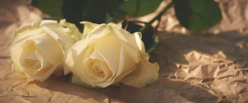 Обои 3440x1440 белые розы, цветочная композиция, бежевый