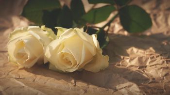 Обои 2048x1152 белые розы, цветочная композиция, бежевый