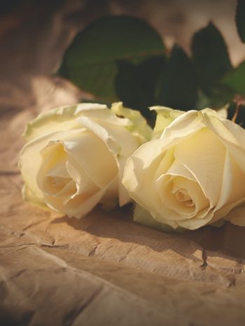 Обои 2048x2732 белые розы, цветочная композиция, бежевый