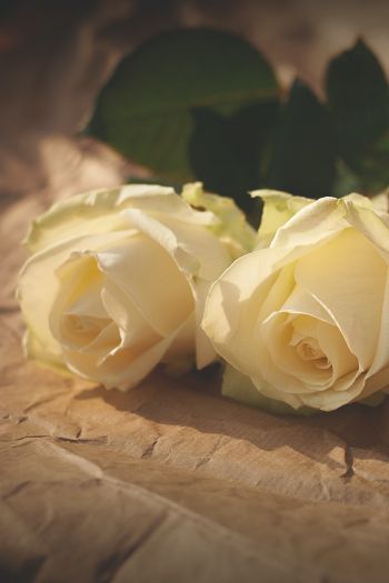Обои 640x960 белые розы, цветочная композиция, бежевый