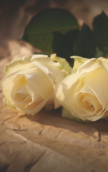 Обои 1600x2560 белые розы, цветочная композиция, бежевый