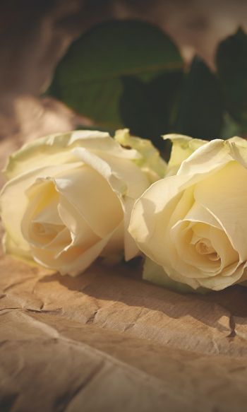 Обои 1200x2000 белые розы, цветочная композиция, бежевый