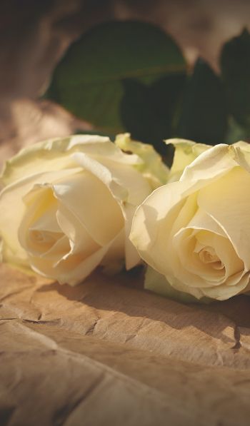 Обои 600x1024 белые розы, цветочная композиция, бежевый