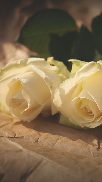 white roses, flower arrangement, beige Wallpaper 640x1136