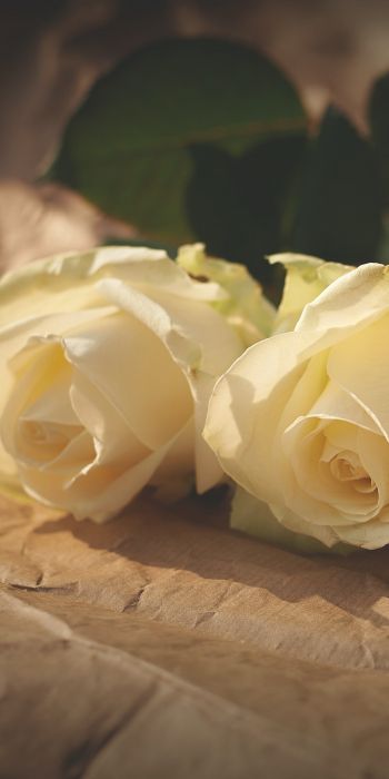 Обои 720x1440 белые розы, цветочная композиция, бежевый
