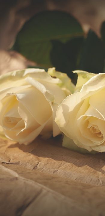 white roses, flower arrangement, beige Wallpaper 1440x2960