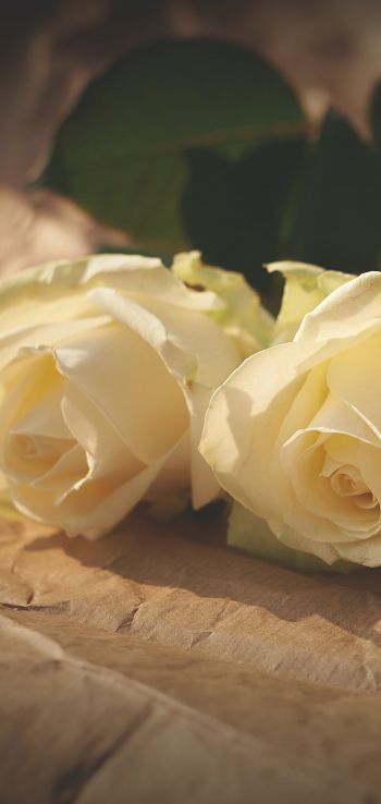 white roses, flower arrangement, beige Wallpaper 1080x2280