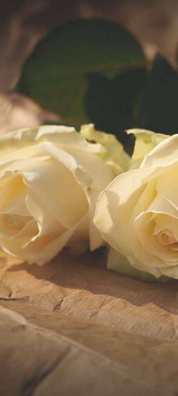 Обои 720x1600 белые розы, цветочная композиция, бежевый
