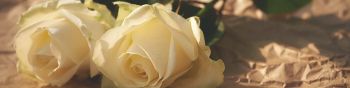 Обои 1590x400 белые розы, цветочная композиция, бежевый