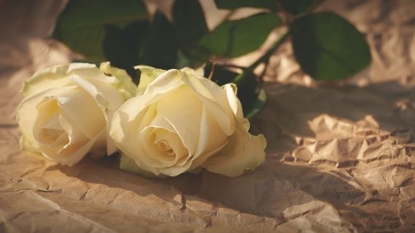 Обои 1280x720 белые розы, цветочная композиция, бежевый