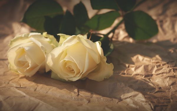 Обои 1920x1200 белые розы, цветочная композиция, бежевый