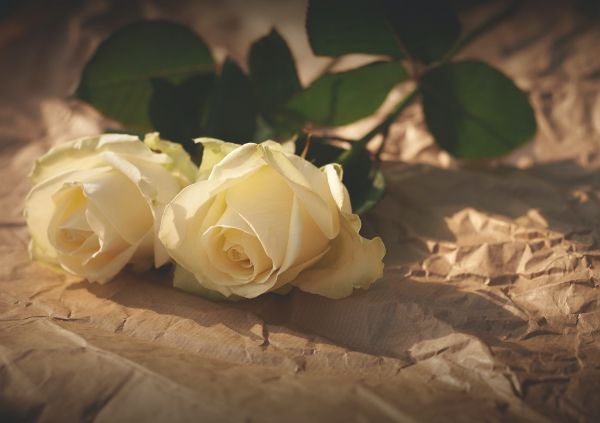 Обои 4689x3310 белые розы, цветочная композиция, бежевый