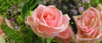 Обои 2560x1080 розовая роза, цветочная композиция