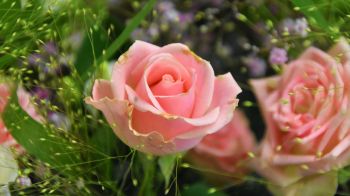Обои 1600x900 розовая роза, цветочная композиция