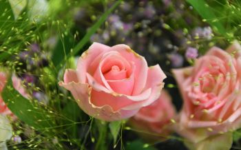 Обои 2560x1600 розовая роза, цветочная композиция