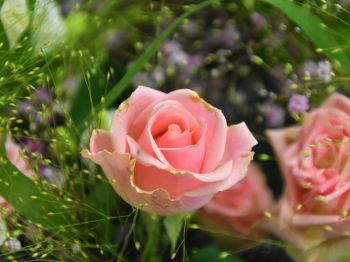 Обои 1024x768 розовая роза, цветочная композиция