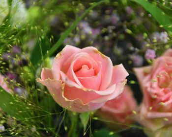 Обои 1280x1024 розовая роза, цветочная композиция