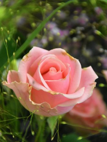 Обои 1620x2160 розовая роза, цветочная композиция