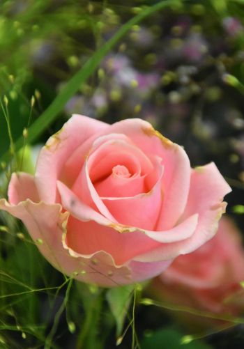 Обои 1668x2388 розовая роза, цветочная композиция