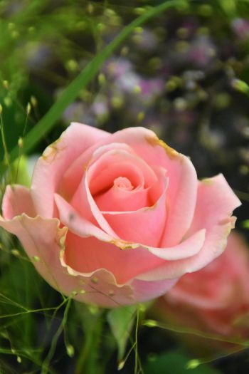 Обои 640x960 розовая роза, цветочная композиция