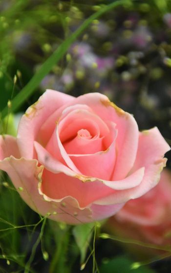 Обои 1752x2800 розовая роза, цветочная композиция