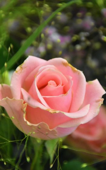 Обои 1600x2560 розовая роза, цветочная композиция