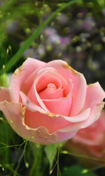 Обои 1200x2000 розовая роза, цветочная композиция