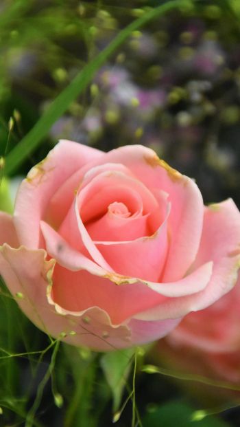 Обои 640x1136 розовая роза, цветочная композиция