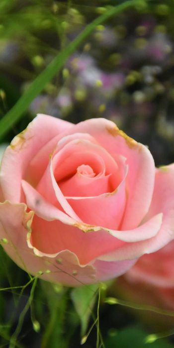 Обои 720x1440 розовая роза, цветочная композиция