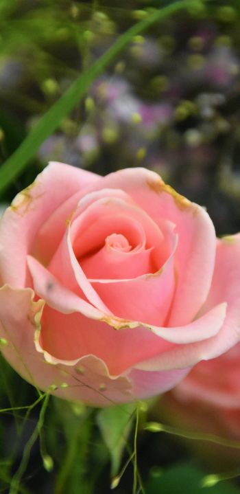 Обои 1440x2960 розовая роза, цветочная композиция