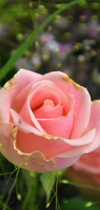 Обои 1440x3040 розовая роза, цветочная композиция