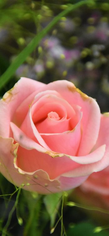 Обои 1284x2778 розовая роза, цветочная композиция