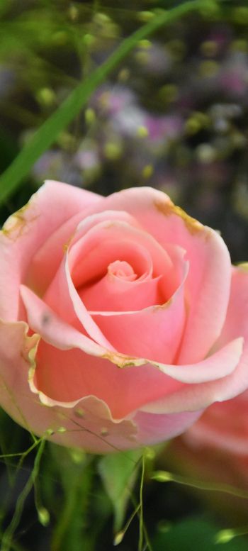 pink rose, flower arrangement Wallpaper 1080x2400