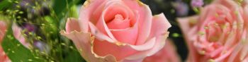 Обои 1590x400 розовая роза, цветочная композиция