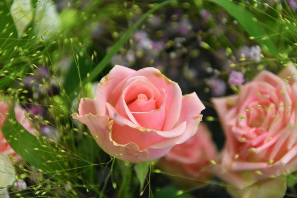Обои 6000x4000 розовая роза, цветочная композиция