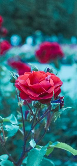 red geranium, green Wallpaper 1080x2340