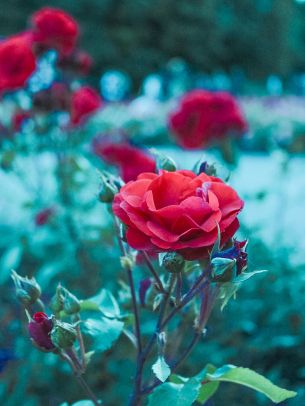 red geranium, green Wallpaper 1668x2224