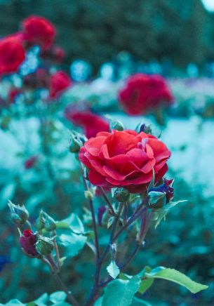 red geranium, green Wallpaper 1668x2388