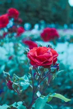 red geranium, green Wallpaper 2160x3240