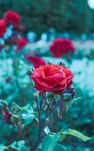 red geranium, green Wallpaper 1752x2800