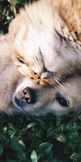 cat and dog, friends, cute Wallpaper 720x1440