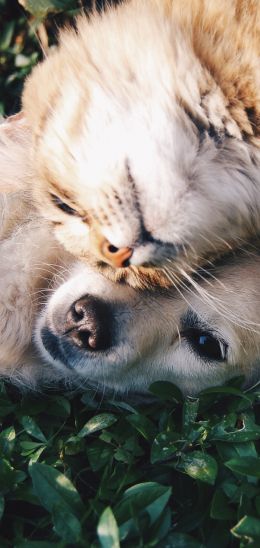 cat and dog, friends, cute Wallpaper 720x1520