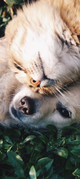 cat and dog, friends, cute Wallpaper 720x1600
