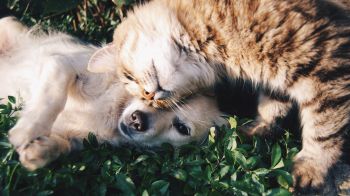 cat and dog, friends, cute Wallpaper 1600x900